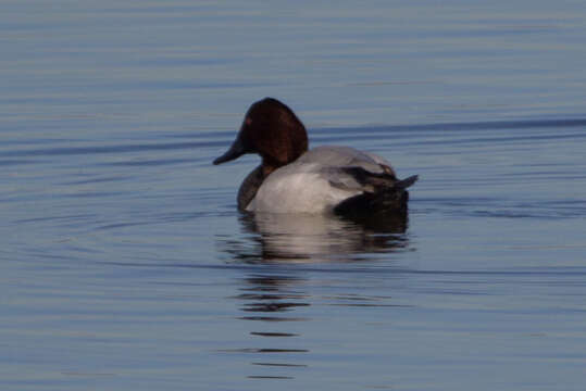 Image of Canvasback