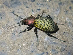 Carabus (Coptolabrus) elysii J. Thomson 1856 resmi