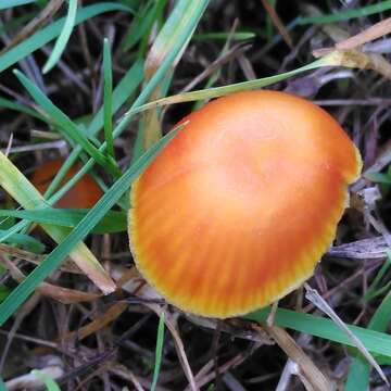 Image of Hygrocybe insipida (J. E. Lange) M. M. Moser 1967