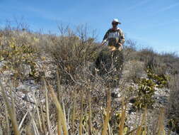 Image of Cactus