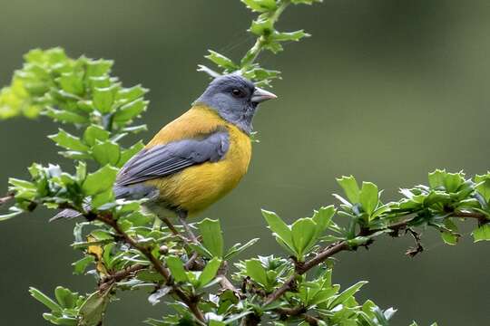 Image of Patagonian Sierra Finch