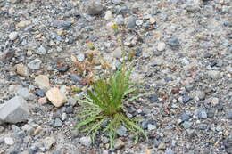 Image of Horned Dandelion