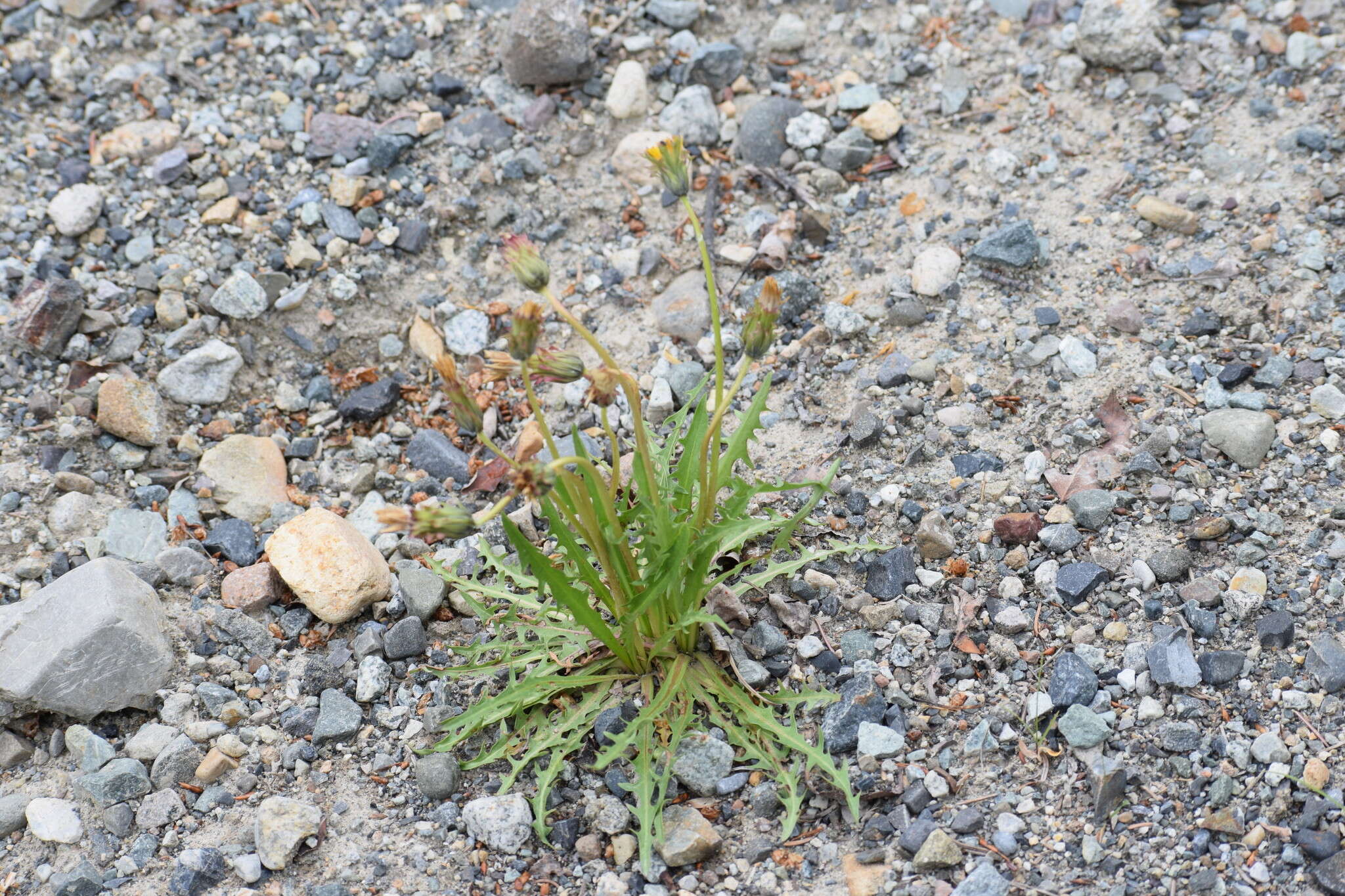 Слика од Taraxacum ceratophorum (Ledeb.) DC.