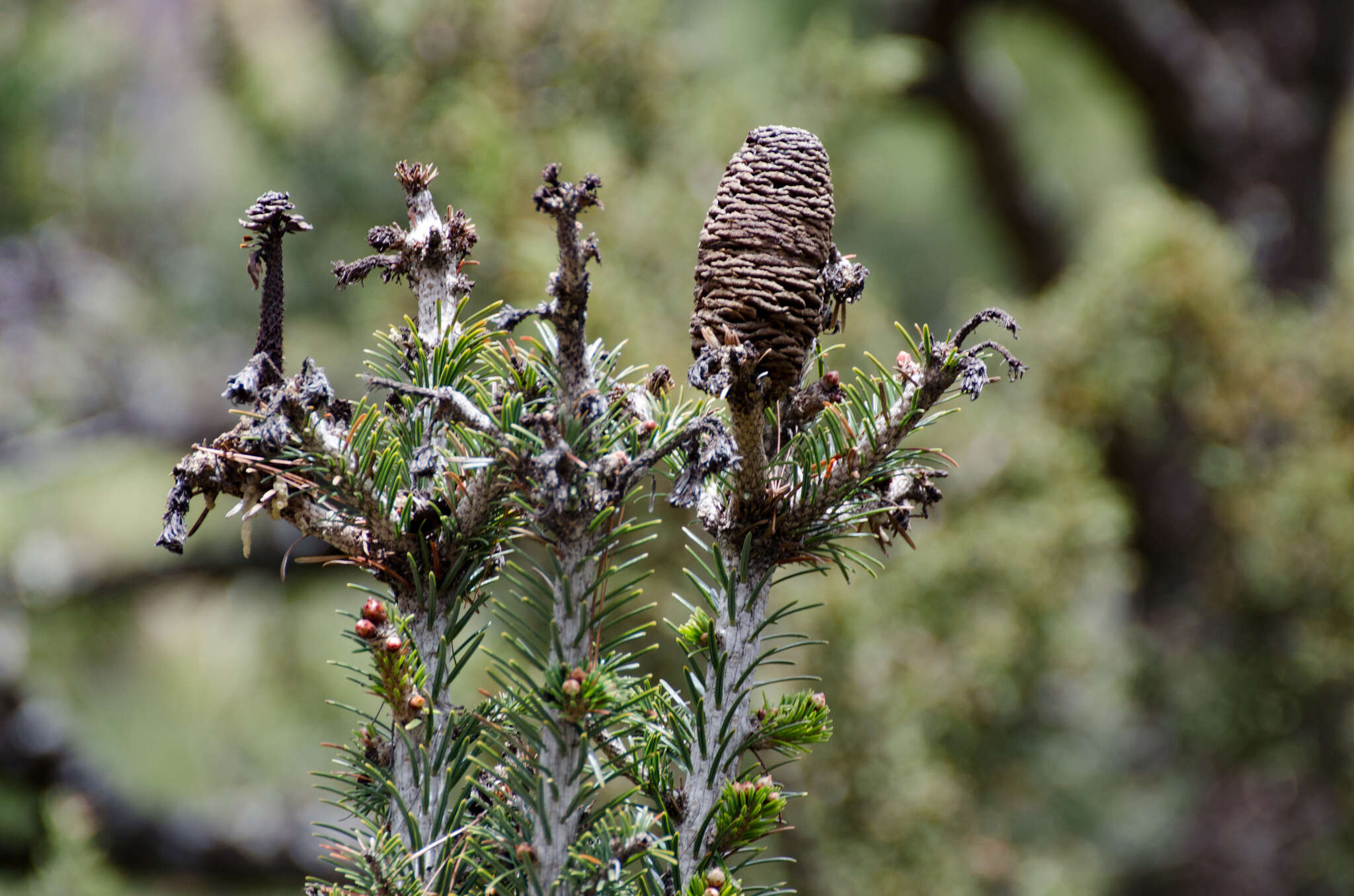 Image of East Himalayan fir