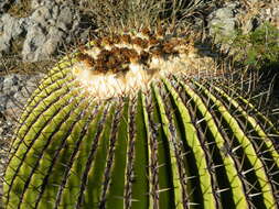 Image of Cactus