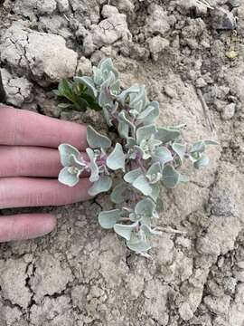 Image of sack saltbush