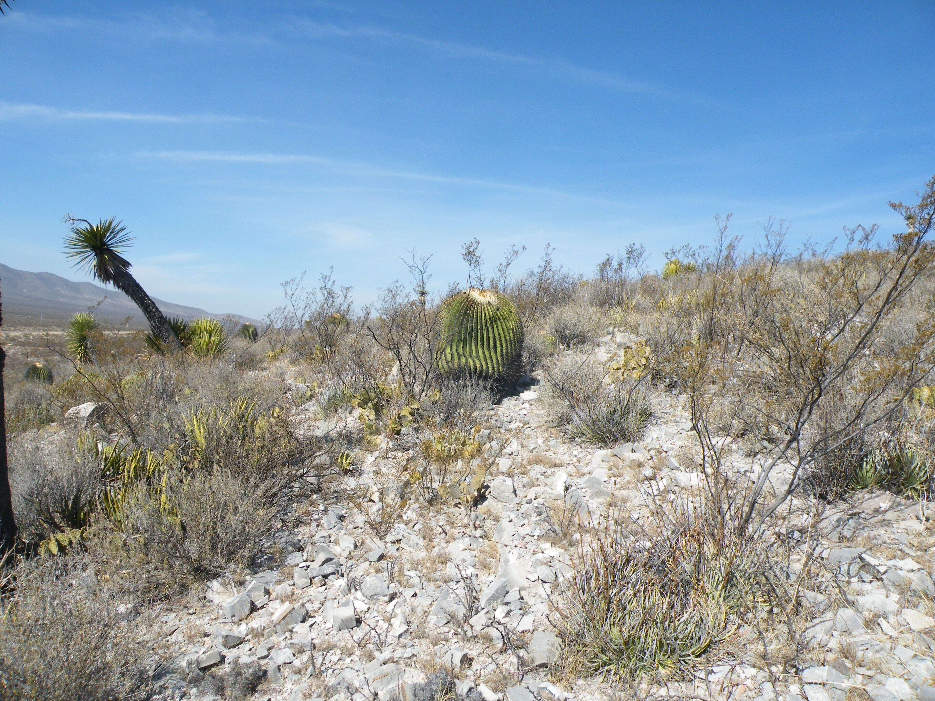 Image of Cactus