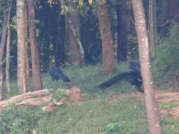 Image of Green Peafowl