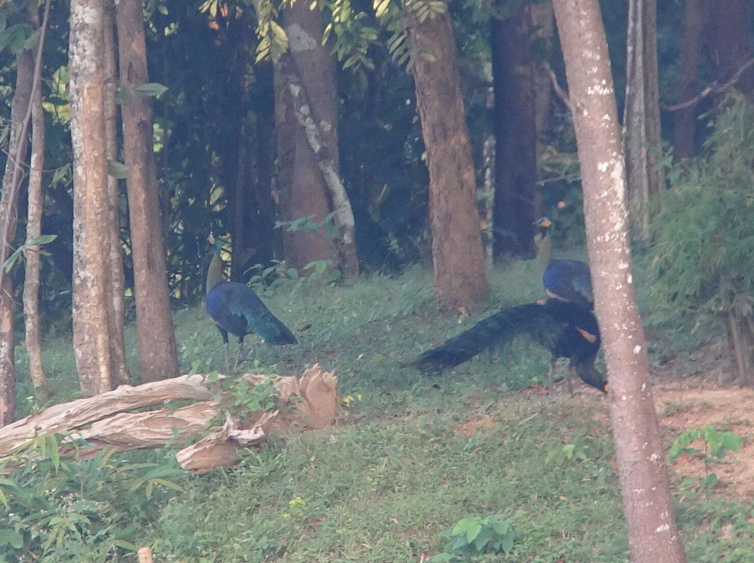 Image of Green Peafowl