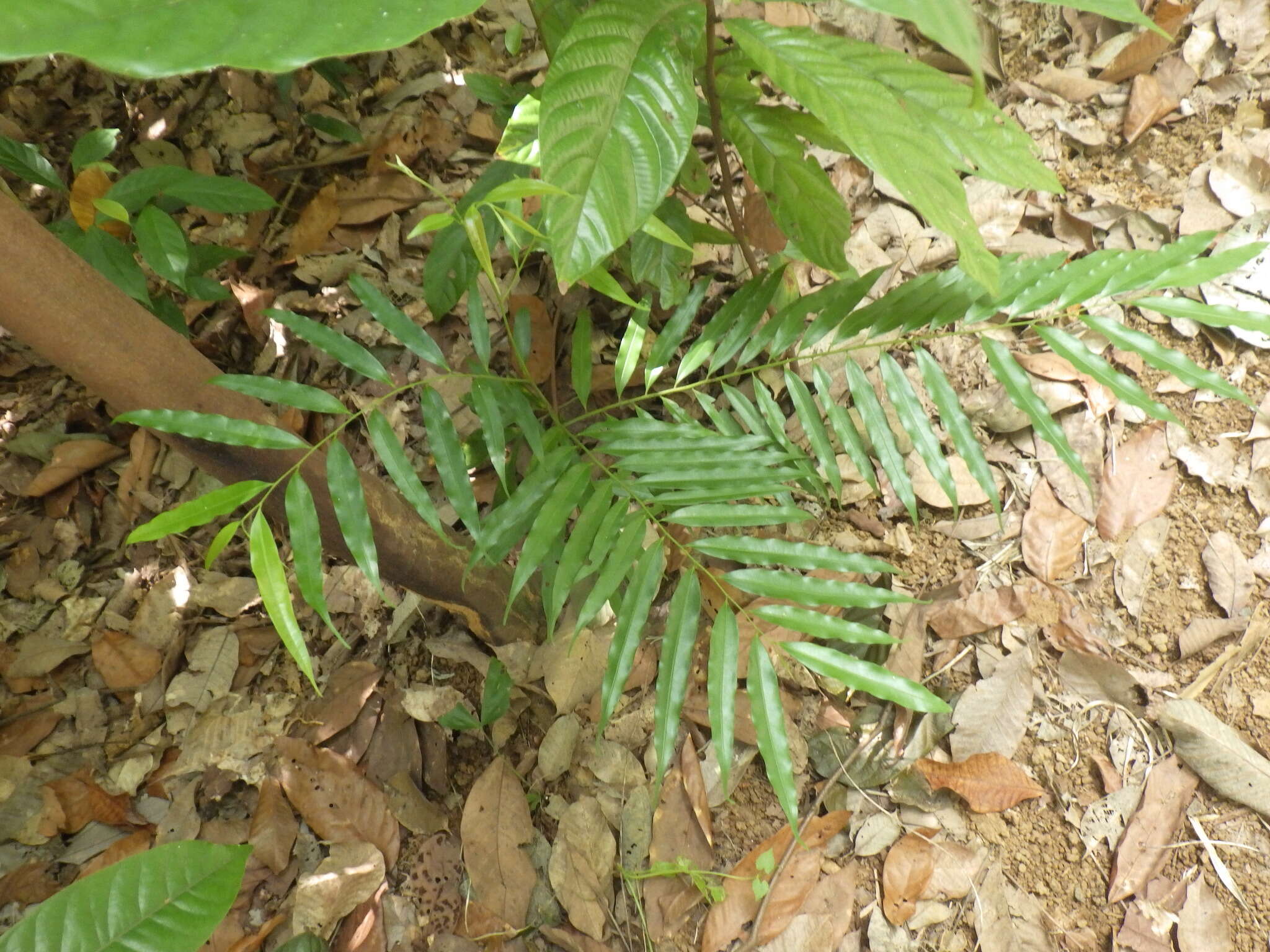 Image of Artabotrys suaveolens (Blume) Blume