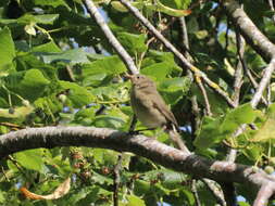 Image of Common Chiffchaff