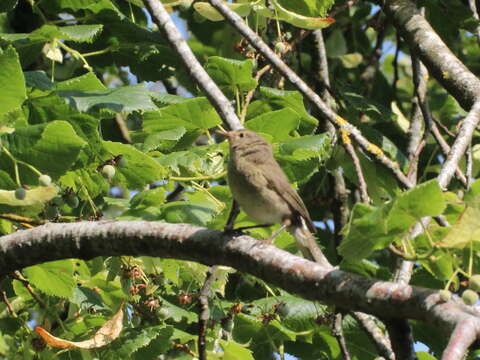 Sivun Phylloscopus collybita collybita (Vieillot 1817) kuva