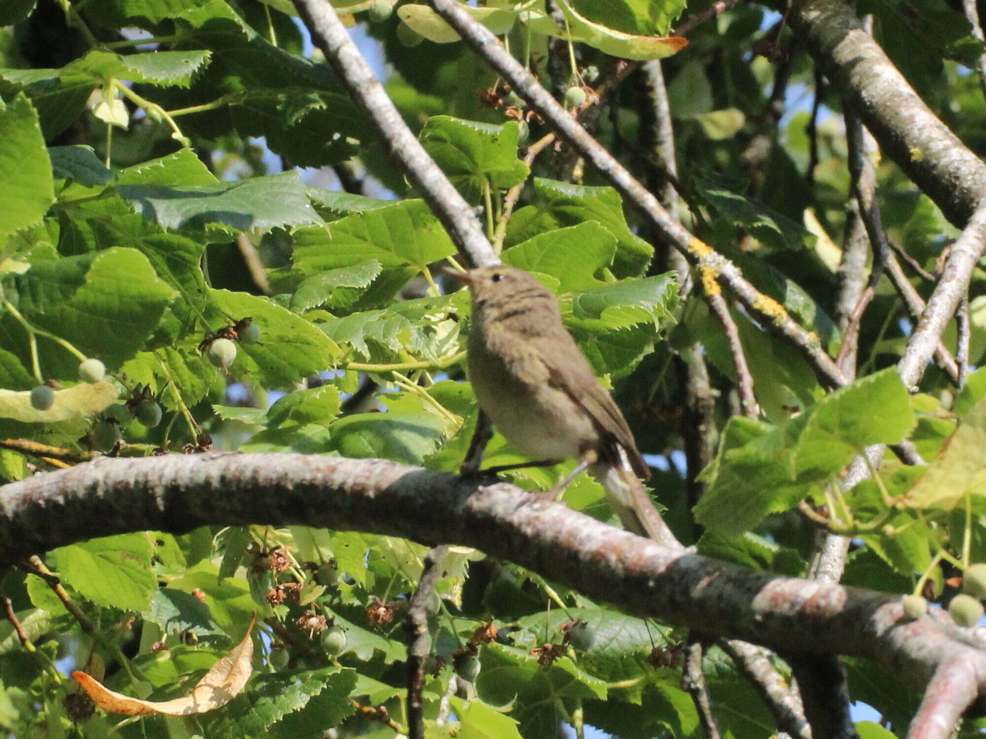 Image of Common Chiffchaff