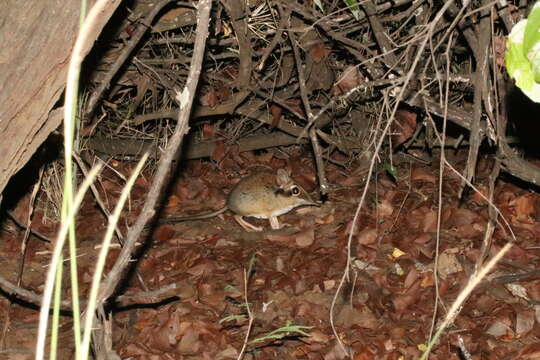 Image of Four-toed Elephant Shrew