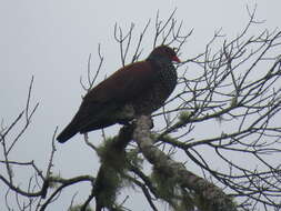 صورة Patagioenas speciosa (Gmelin & JF 1789)