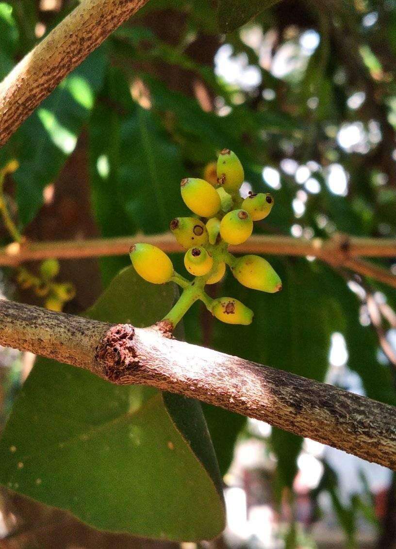 Слика од Macrosolen cochinchinensis (Lour.) van Tiegh.