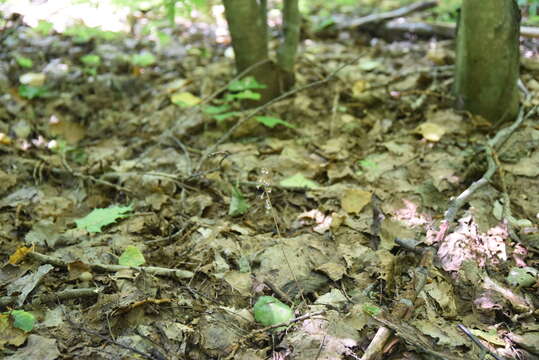 Image of autumn coralroot