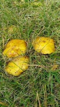 Image of Chicken Fat Mushroom