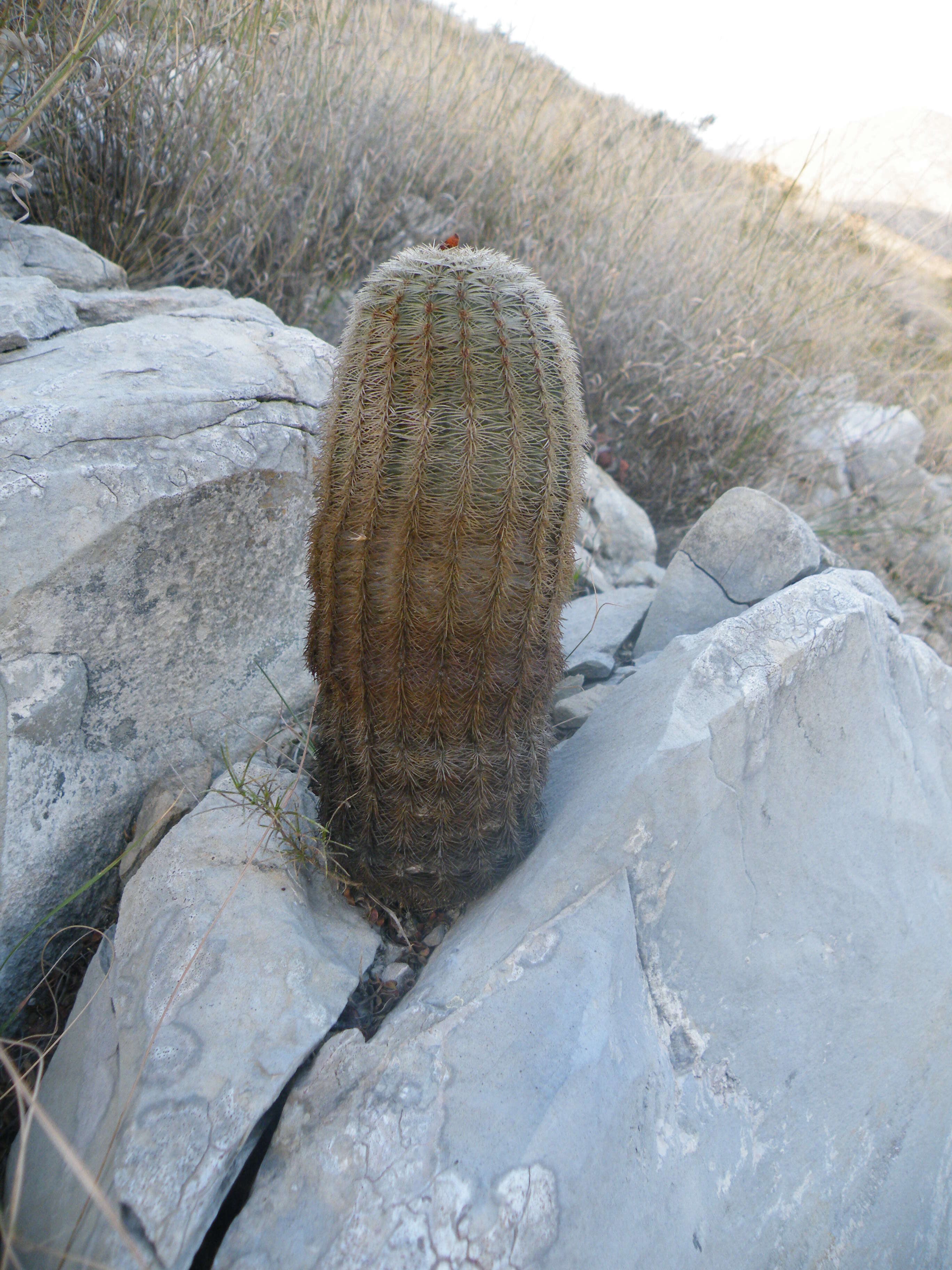 Image de Echinocereus pectinatus (Scheidw.) Engelm.