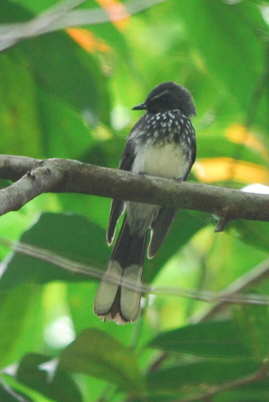 Image of Spotted Fantail