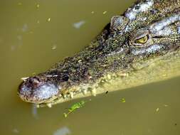 Image of Estuarine Crocodile