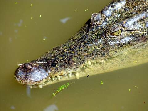 Image of Estuarine Crocodile