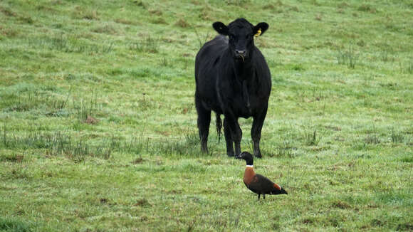 Image of Australian Shelduck