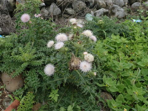 Image of Cirsium brevicaule A. Gray