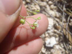 Image of slimleaf drymary