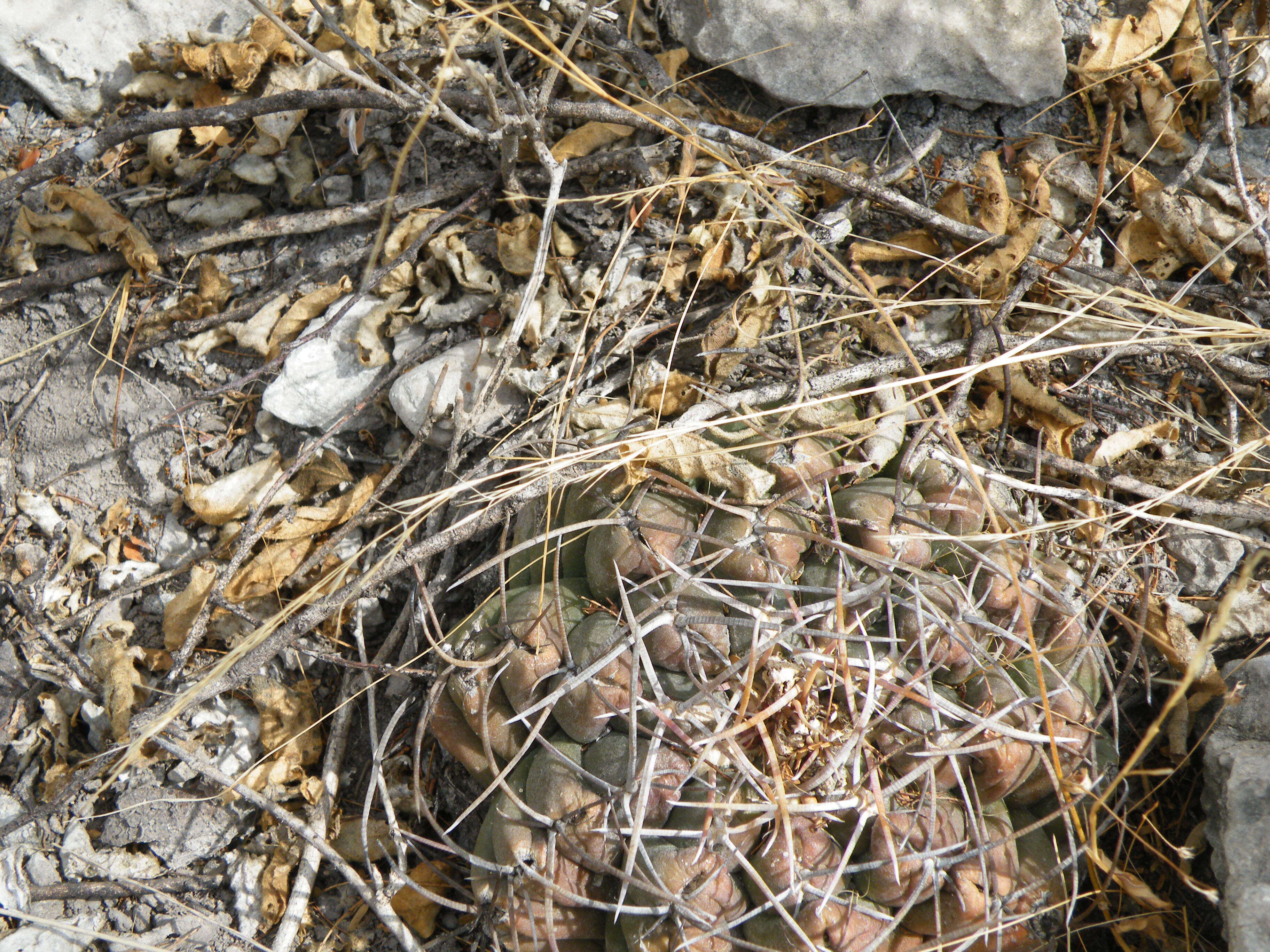 Image of Thelocactus hexaedrophorus (Lem.) Britton & Rose