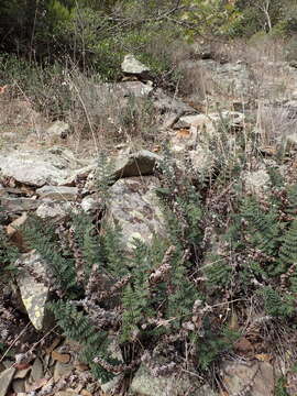 Image of Paragymnopteris marantae subsp. marantae