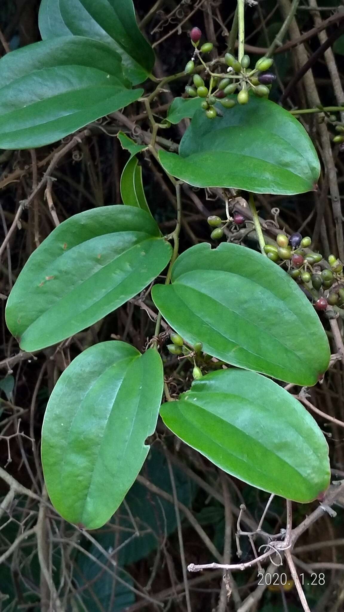 Image of Smilax aspericaulis Wall. ex A. DC.