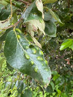 Image of Taphrina populi-salicis Mix 1947