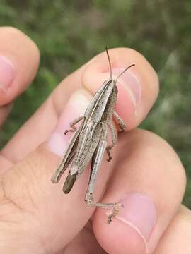 Слика од Paratylotropidia brunneri Scudder & S. H. 1897