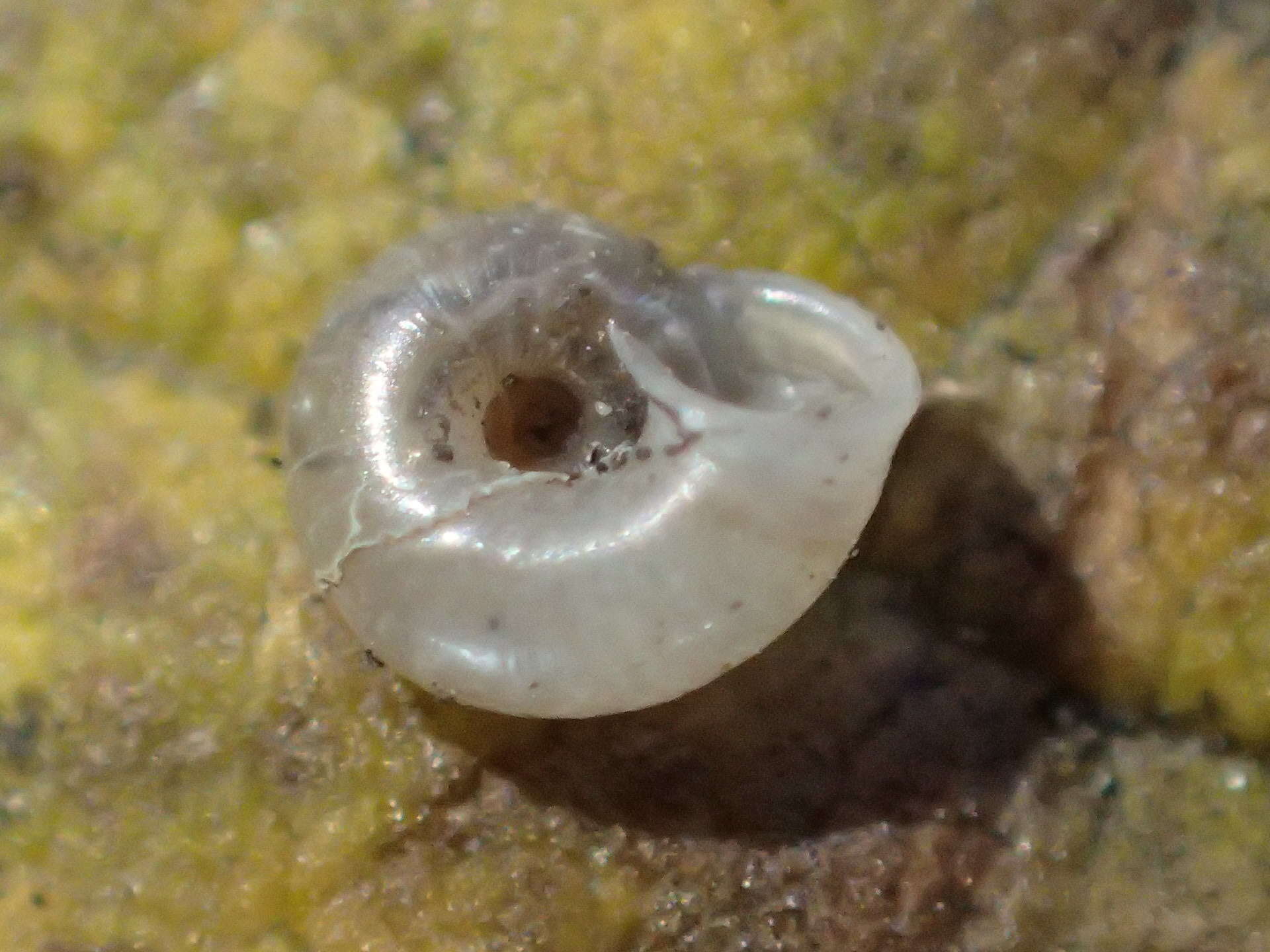 Image of eccentric grass snail