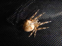 Image of Araneus pallidus (Olivier 1789)