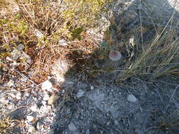 Image de Echinocereus pectinatus (Scheidw.) Engelm.