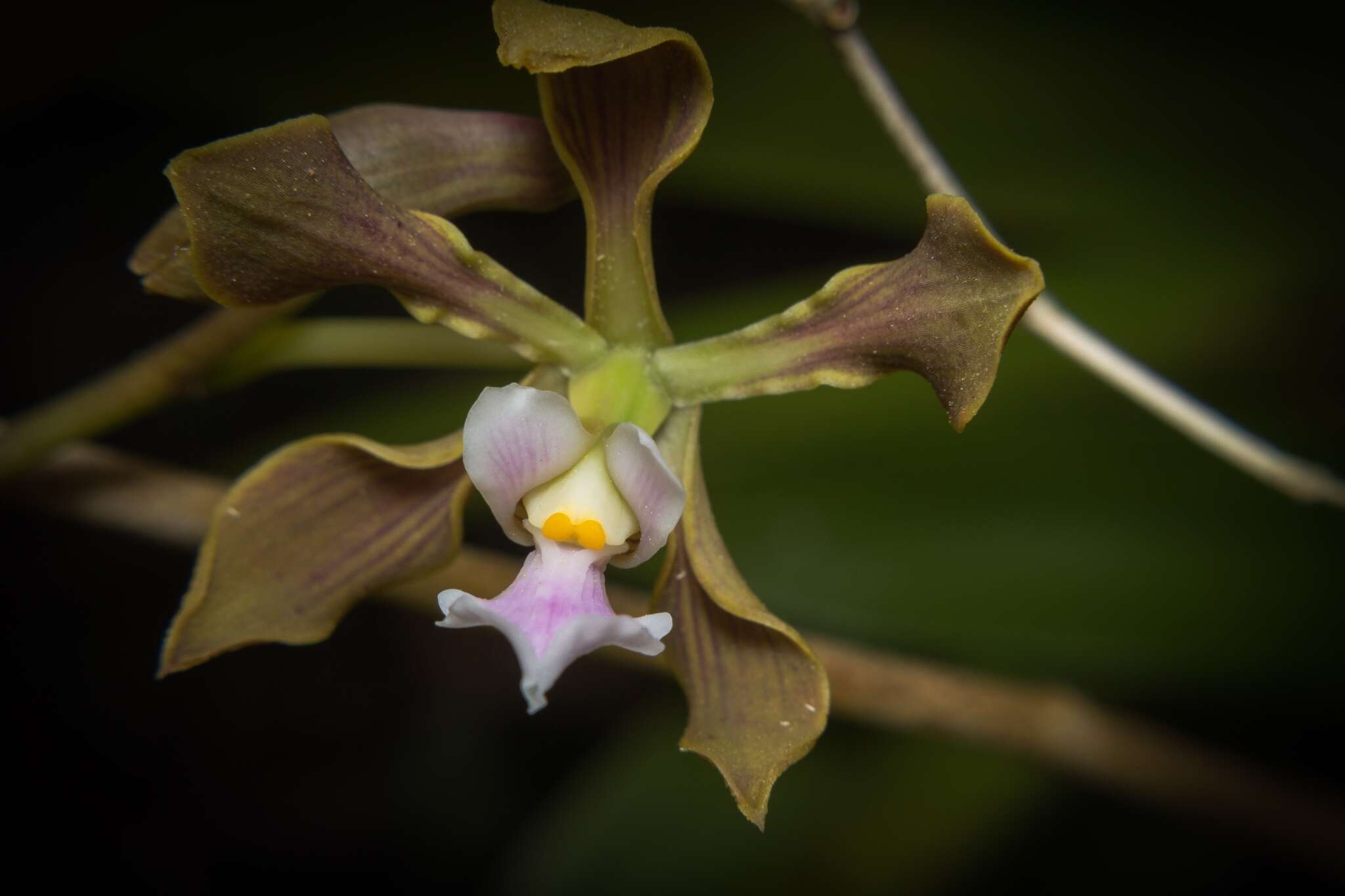 Image of Encyclia selligera (Bateman ex Lindl.) Schltr.