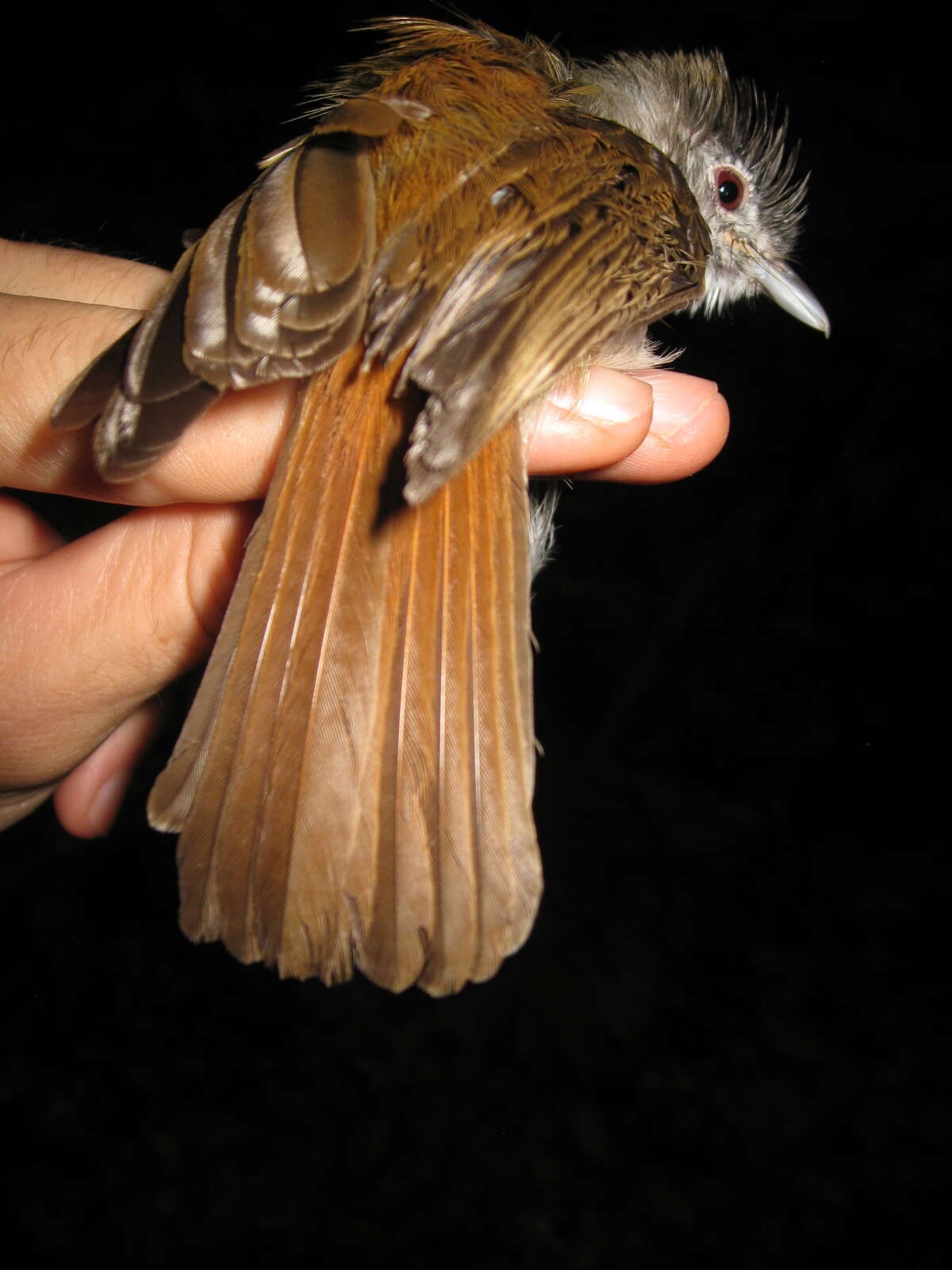 Image of Sooty-capped Babbler