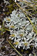 Image of Argyrotegium nitidulum (Hook. fil.) J. M. Ward & Breitw.