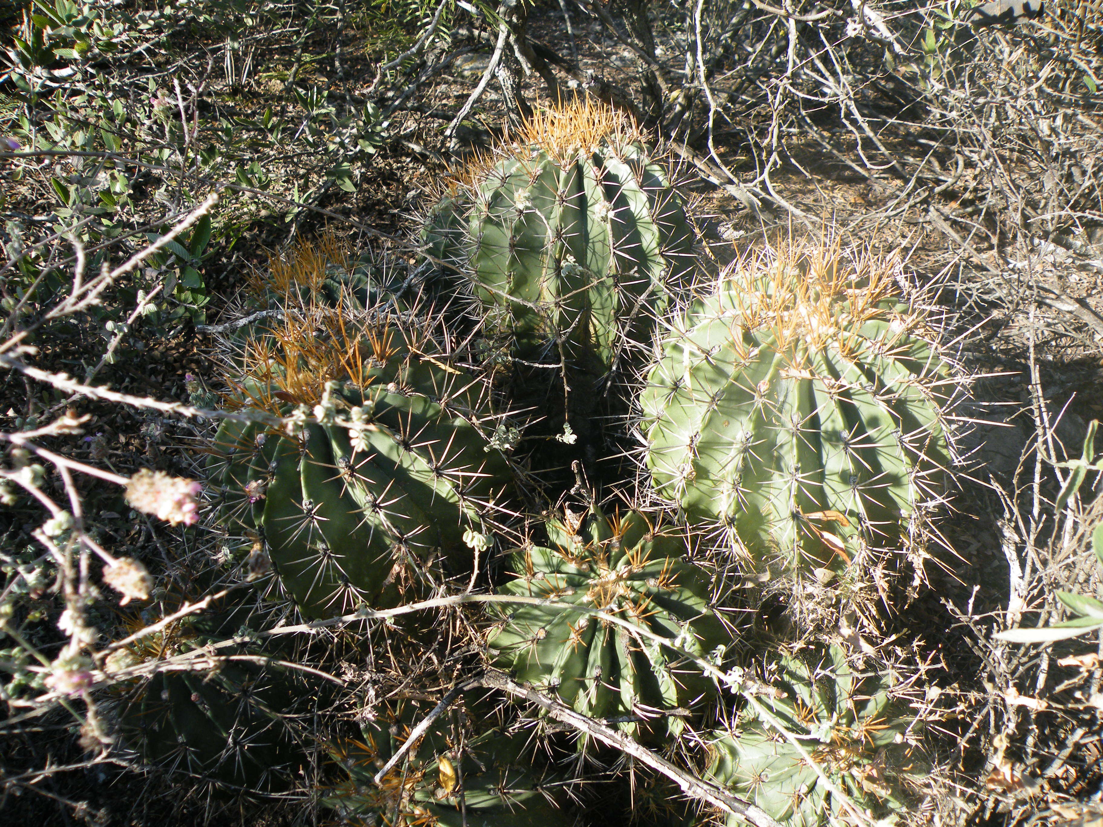 Image of Emory's barrel cactus