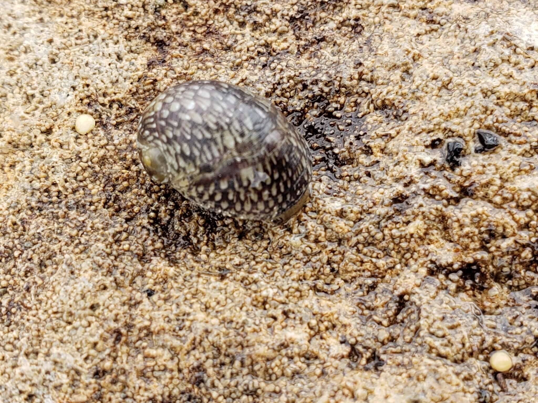 Image of river nerite