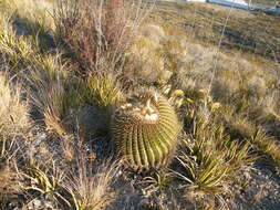 Image of Cactus