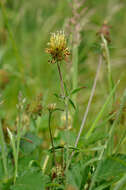 Image of sulphur clover