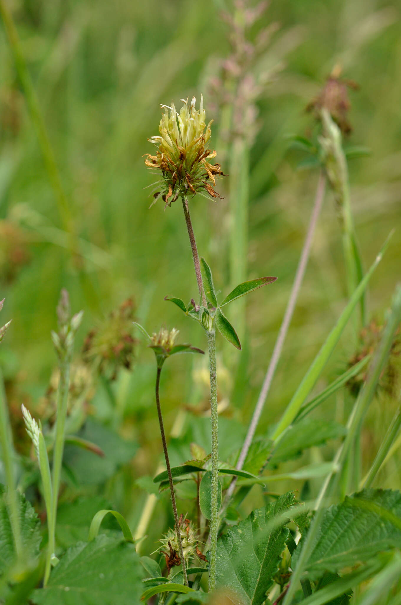 Image of sulphur clover