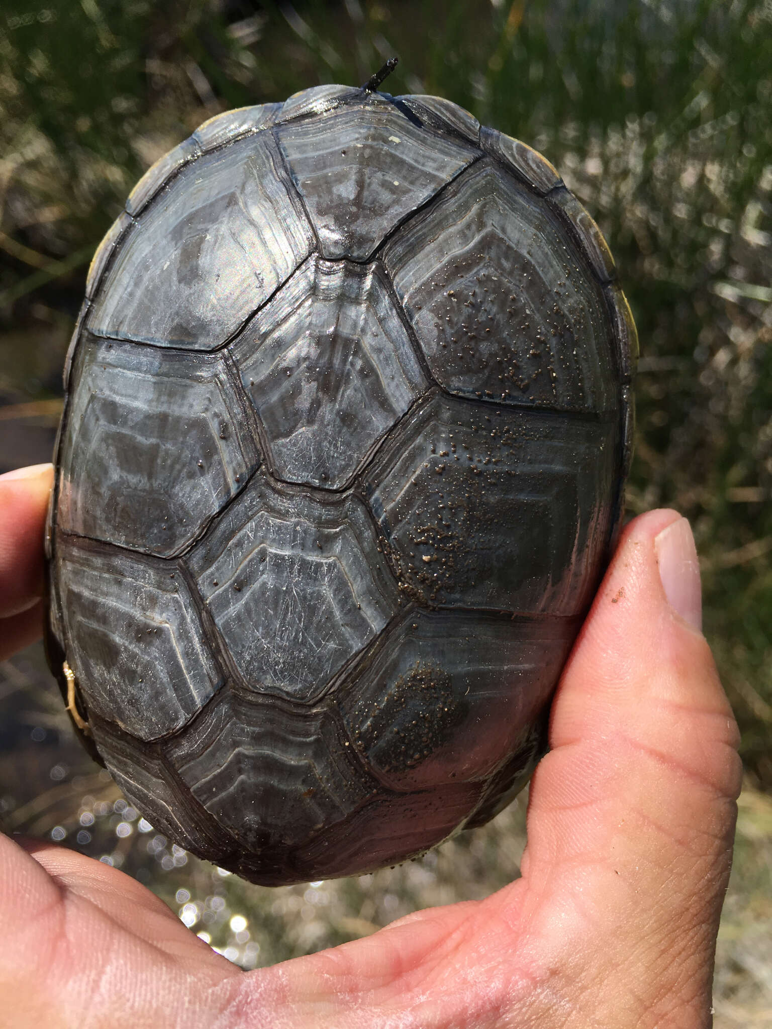 Image of Yellow Mud Turtle