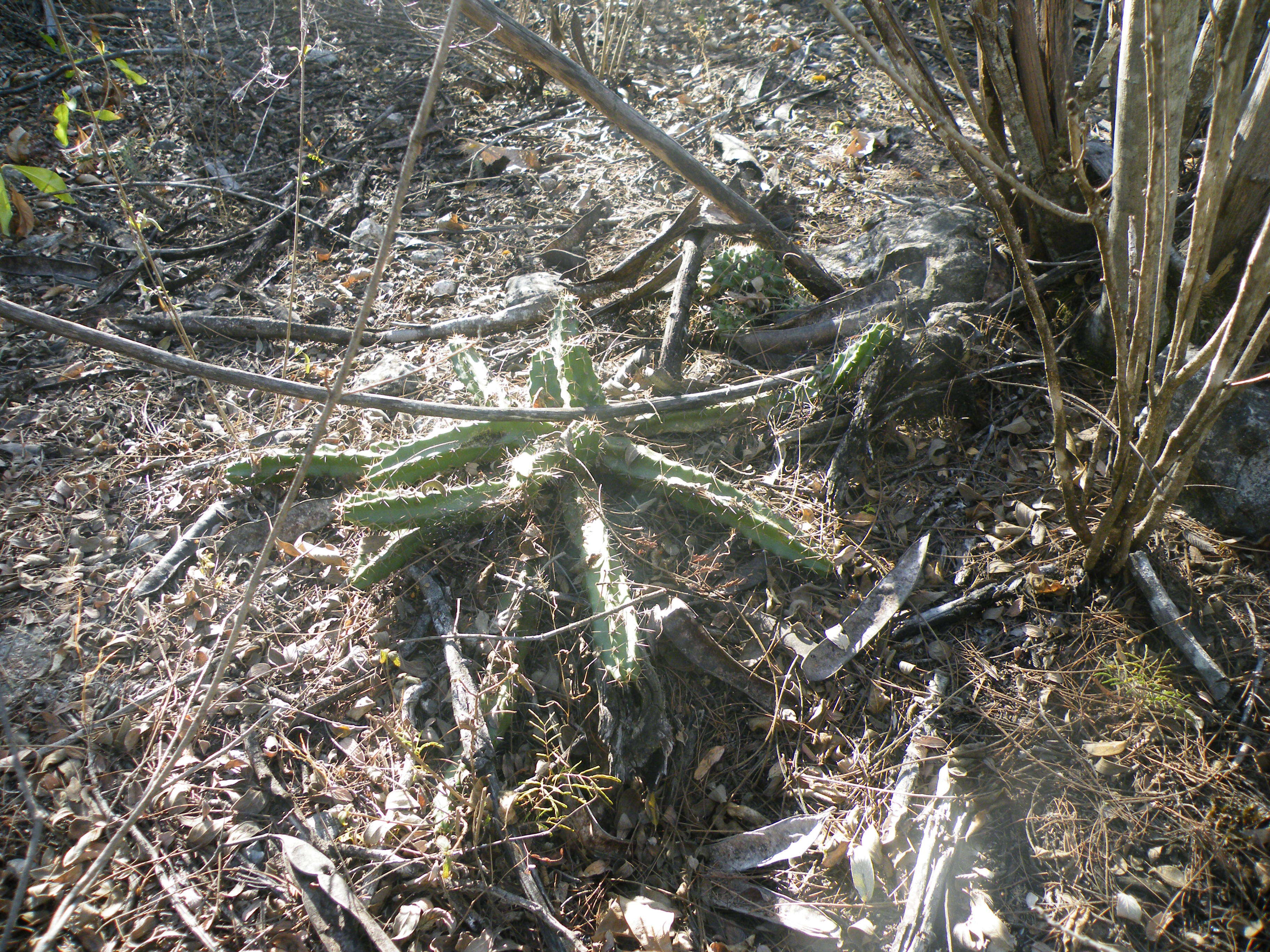 Image of Lady-finger Cactus