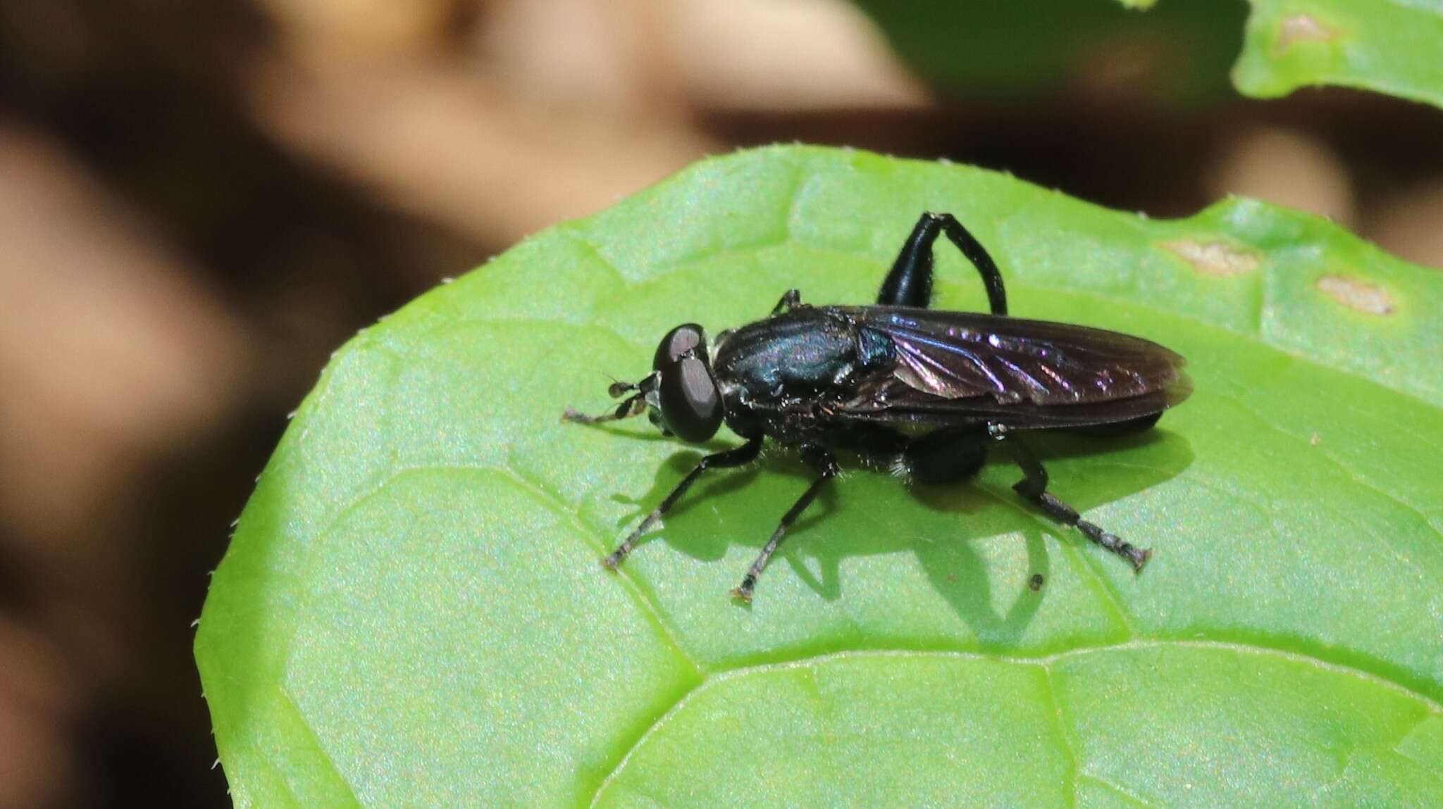 Image of Chalcosyrphus chalybeus (Wiedemann 1830)