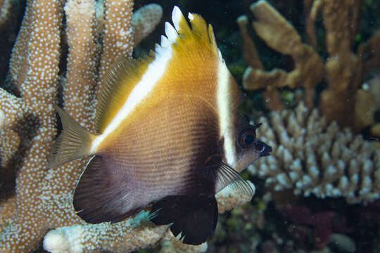 Image of Horned Bannerfish