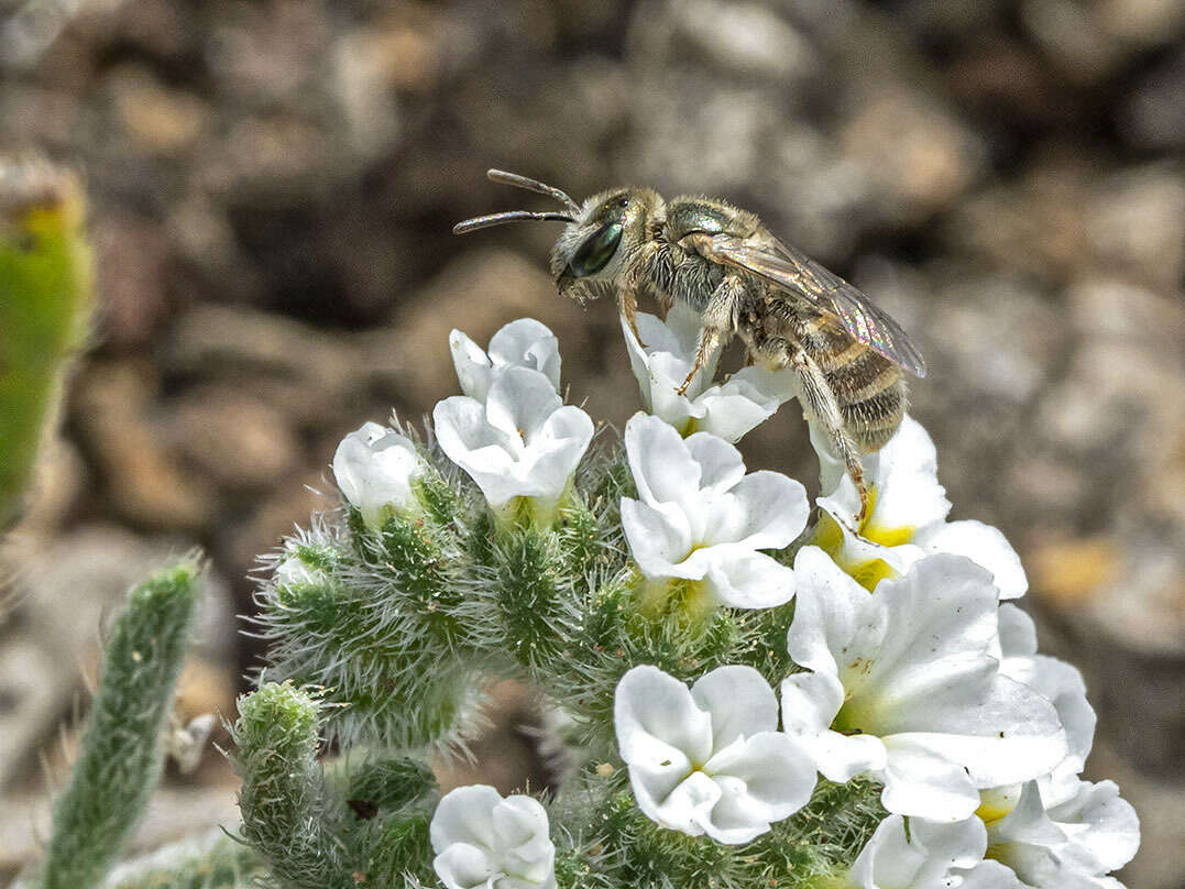 صورة Halictus concinnus Brullé 1840